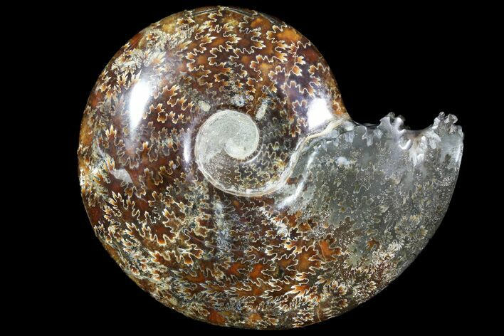 Polished, Agatized Ammonite (Cleoniceras) - Madagascar #78350